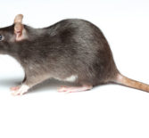 45 удивительных фактов о крысах