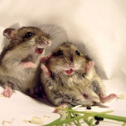 Так ли безобидны мыши?